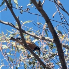 Pachycephala rufiventris (Rufous Whistler) at Denman Prospect, ACT - 16 Nov 2024 by stofbrew