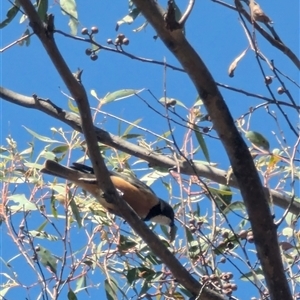 Pachycephala rufiventris at Denman Prospect, ACT - 16 Nov 2024