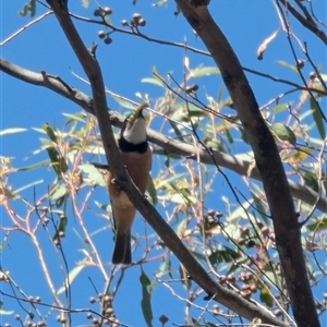 Pachycephala rufiventris at Denman Prospect, ACT - 16 Nov 2024