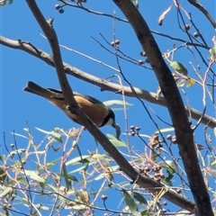 Pachycephala rufiventris at Denman Prospect, ACT - 16 Nov 2024