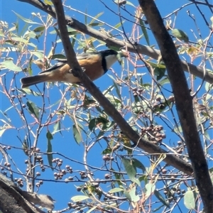 Pachycephala rufiventris at Denman Prospect, ACT - 16 Nov 2024