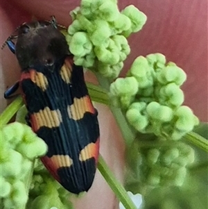 Castiarina sexplagiata at Bungendore, NSW - suppressed