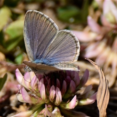 Zizina otis (Common Grass-Blue) at Weetangera, ACT - 15 Nov 2024 by Thurstan