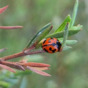 Coccinella transversalis at Bungendore, NSW - suppressed