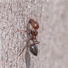 Crematogaster sp. (genus) (Acrobat ant, Cocktail ant) at Acton, ACT - 7 Nov 2024 by ConBoekel