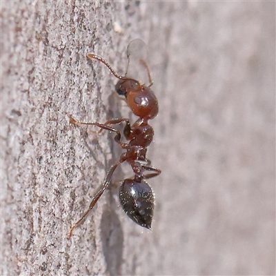 Crematogaster sp. (genus) (Acrobat ant, Cocktail ant) at Acton, ACT - 8 Nov 2024 by ConBoekel