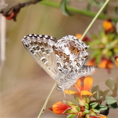 Neolucia agricola (Fringed Heath-blue) at Acton, ACT - 7 Nov 2024 by ConBoekel