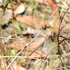 Hemicordulia tau (Tau Emerald) at Acton, ACT - 8 Nov 2024 by ConBoekel