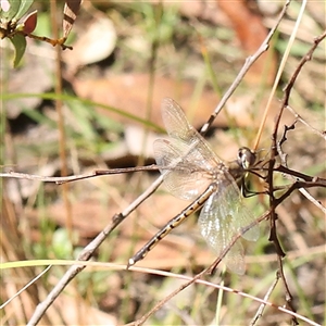 Hemicordulia tau at Acton, ACT - 8 Nov 2024 09:00 AM