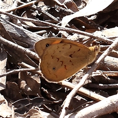 Heteronympha merope (Common Brown Butterfly) at Acton, ACT - 8 Nov 2024 by ConBoekel