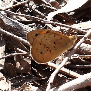 Heteronympha merope at Acton, ACT - 8 Nov 2024