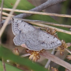 Taxeotis intextata (Looper Moth, Grey Taxeotis) at Acton, ACT - 8 Nov 2024 by ConBoekel