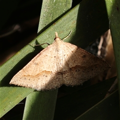 Taxeotis perlinearia (Spring Taxeotis) at Acton, ACT - 8 Nov 2024 by ConBoekel