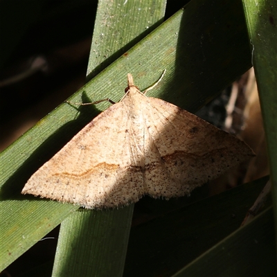 Taxeotis perlinearia (Spring Taxeotis) at Acton, ACT - 8 Nov 2024 by ConBoekel