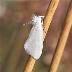 Tipanaea patulella (A Crambid moth) at Acton, ACT - 7 Nov 2024 by ConBoekel