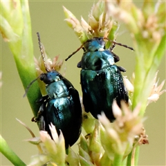 Arsipoda chrysis (Flea beetle) at Acton, ACT - 7 Nov 2024 by ConBoekel