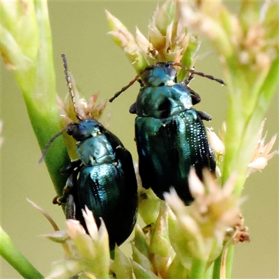 Arsipoda chrysis (Flea beetle) at Acton, ACT - 8 Nov 2024 by ConBoekel