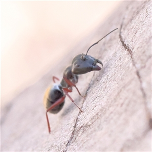 Camponotus suffusus at Acton, ACT - 8 Nov 2024 08:11 AM