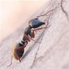 Camponotus suffusus at Acton, ACT - 8 Nov 2024 08:11 AM