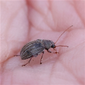 Edusella lineata at Acton, ACT - 8 Nov 2024 08:05 AM