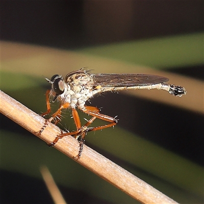 Cerdistus sp. (genus) (Slender Robber Fly) at Acton, ACT - 7 Nov 2024 by ConBoekel