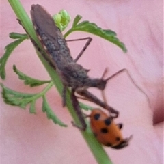 Nyllius australicus (An assassin bug) at Bungendore, NSW - 15 Nov 2024 by clarehoneydove