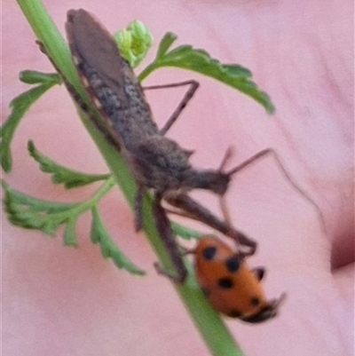 Nyllius australicus (An assassin bug) at Bungendore, NSW - 15 Nov 2024 by clarehoneydove