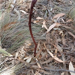 Dipodium sp. (A Hyacinth Orchid) at Cooma, NSW - 15 Nov 2024 by mahargiani