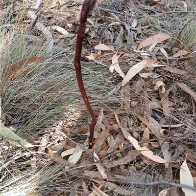 Dipodium sp. (A Hyacinth Orchid) - 1 Jan 1900 by mahargiani