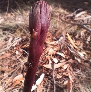 Dipodium sp. at Cooma, NSW - 16 Nov 2024