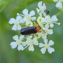 Heteromastix sp. (genus) at suppressed - 15 Nov 2024