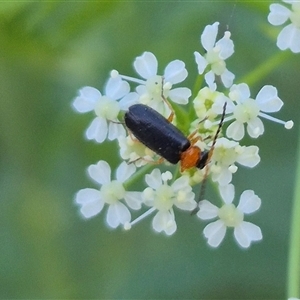 Heteromastix sp. (genus) at suppressed - 15 Nov 2024