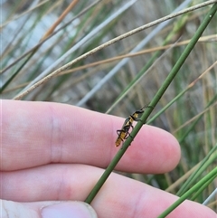 Chauliognathus lugubris (Plague Soldier Beetle) at Bungendore, NSW - 15 Nov 2024 by clarehoneydove