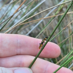 Chauliognathus lugubris at Bungendore, NSW - suppressed