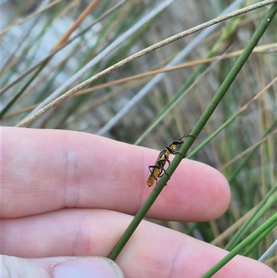 Chauliognathus lugubris (Plague Soldier Beetle) at Bungendore, NSW - 15 Nov 2024 by clarehoneydove