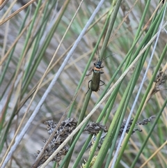 Chauliognathus lugubris at Bungendore, NSW - suppressed