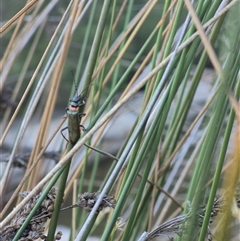 Chauliognathus lugubris at Bungendore, NSW - suppressed