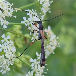 Enchoptera apicalis at Bungendore, NSW - 15 Nov 2024