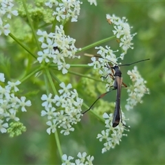 Enchoptera apicalis at Bungendore, NSW - 15 Nov 2024