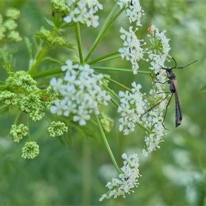 Enchoptera apicalis at Bungendore, NSW - 15 Nov 2024