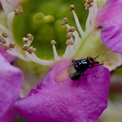 Melanina sp. (genus) by KorinneM