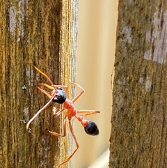 Myrmecia nigriceps (Black-headed bull ant) at Jerrabomberra, NSW - 16 Nov 2024 by SteveBorkowskis