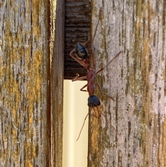 Myrmecia nigriceps at Jerrabomberra, NSW - 16 Nov 2024