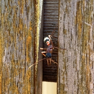 Myrmecia nigriceps at Jerrabomberra, NSW - suppressed