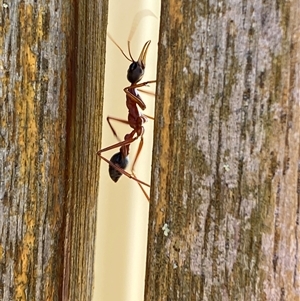 Myrmecia nigriceps at Jerrabomberra, NSW - 16 Nov 2024