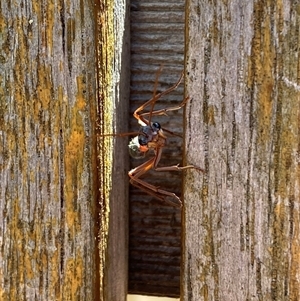 Myrmecia nigriceps at Jerrabomberra, NSW - suppressed