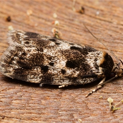 Barea confusella (A Concealer moth) at Downer, ACT - 16 Nov 2024 by RobertD