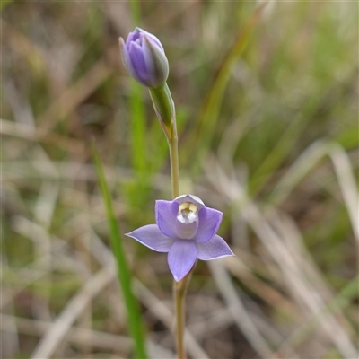 Thelymitra peniculata (Blue Star Sun-orchid) at Dalton, NSW - 23 Oct 2024 by RobG1