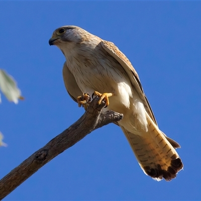 Falco cenchroides (Nankeen Kestrel) at Pialligo, ACT - 14 Nov 2024 by jb2602