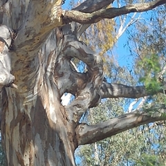 Eucalyptus sp. by MB